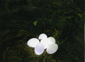 Solar Eggs - Andrea Roe