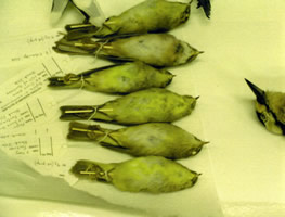 Birds Drying 2 - Andrea Roe