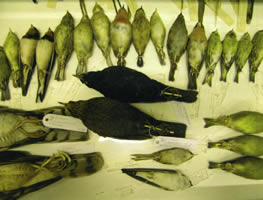Birds Drying 4 - Andrea Roe
