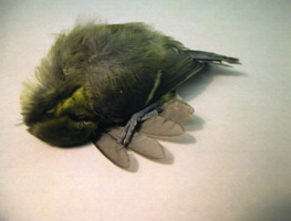 Bluetit 2 - Andrea Roe