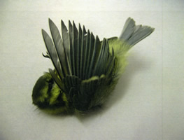 Bluetit 1 - Andrea Roe