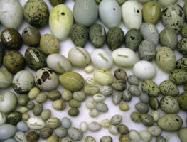 Labelled Eggs - Andrea Roe