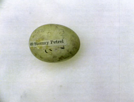 Stormy Petrel - Andrea Roe
