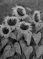 Midi Sunflowers by Emmy Elphick