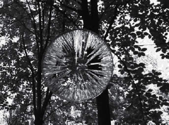 Photograph set in woodland