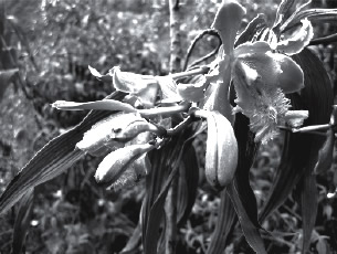 Photograph of an orchid