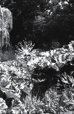 Photograph of fauna