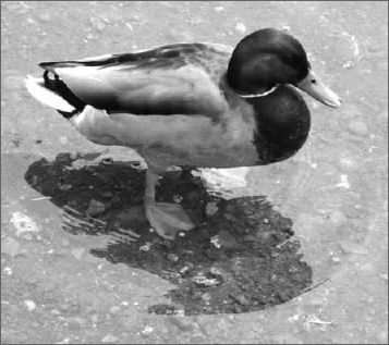 Photograph of a drake