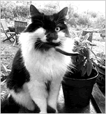 the One-Eyed Cat