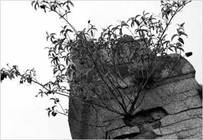 black and white photo