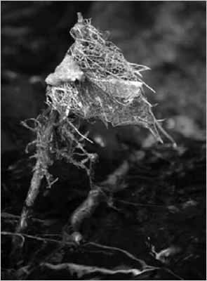 black and white photo
