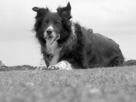 photo of sheepdog