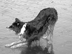 photo of sheepdog