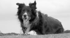 photo of sheepdog