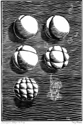 Embryonic Stages of Frog - Mary French