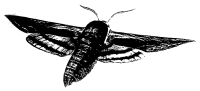 Untitled illustration
