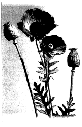 Untitled illustration