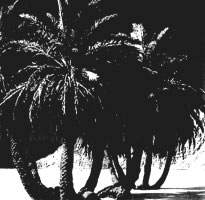 Untitled illustration