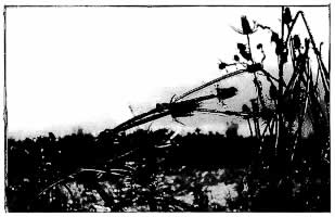 Untitled illustration