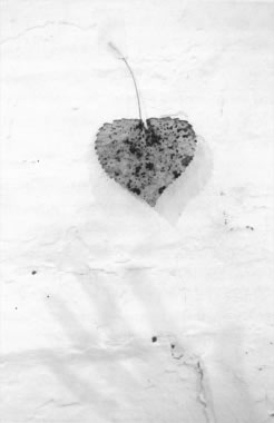 Annika Reed - Photograph on p 103