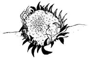 Untitled illustration
