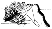Untitled illustration