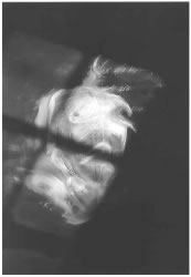 Thomas Gallant - Prints: Skin