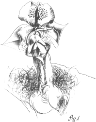 Ron Sandford - An Orchid