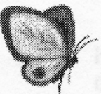 Untitled image of butterfly