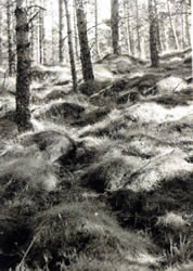 Untitled - Kitty Sullivan